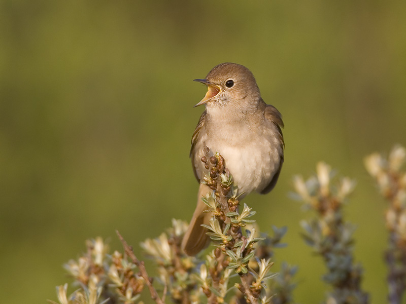 common nightingale <br> nachtegaal <br> Luscinia megarhynchos