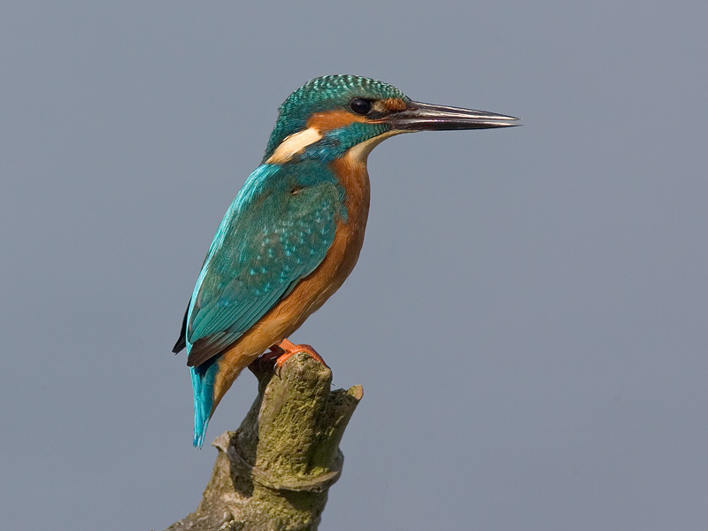 common kingfisher