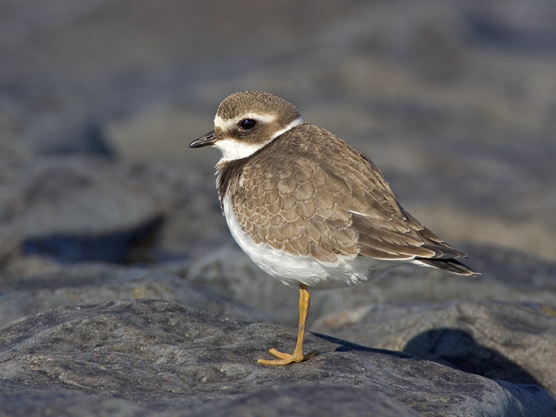 great ringed plover