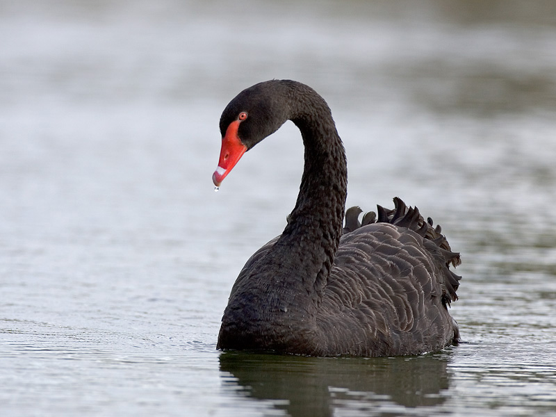 black swan