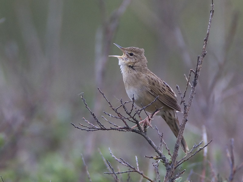 grasshopper warbler