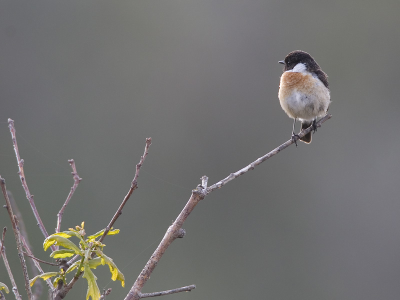 common stonechat