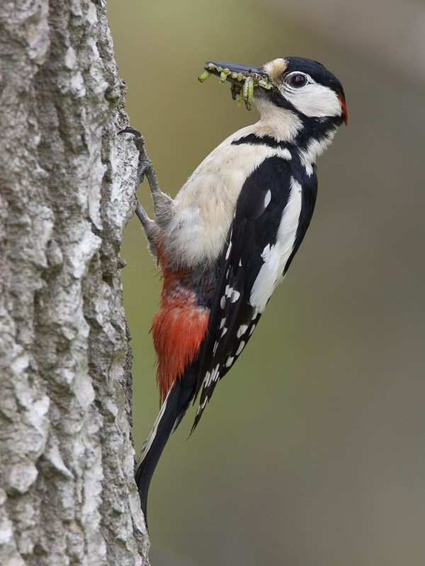 great spotted woodpecker