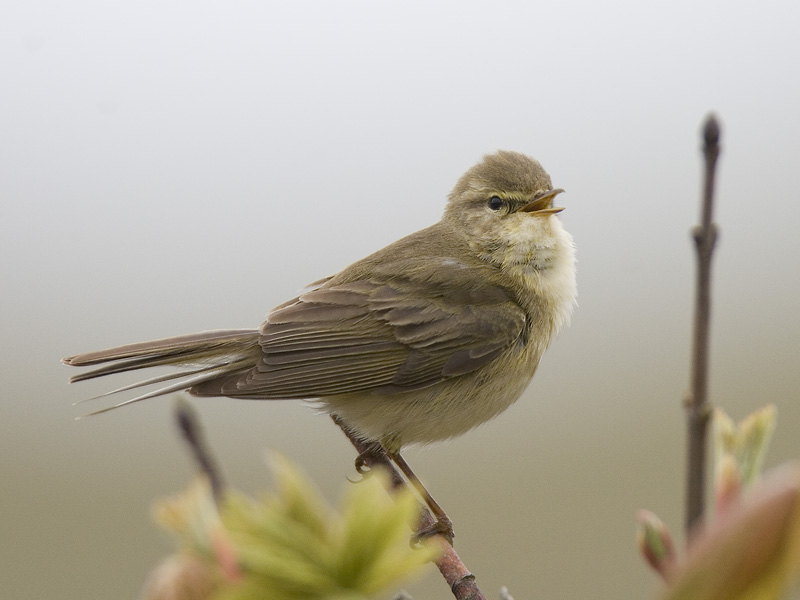 willow warbler