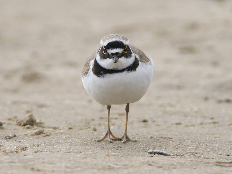 little ringed plover