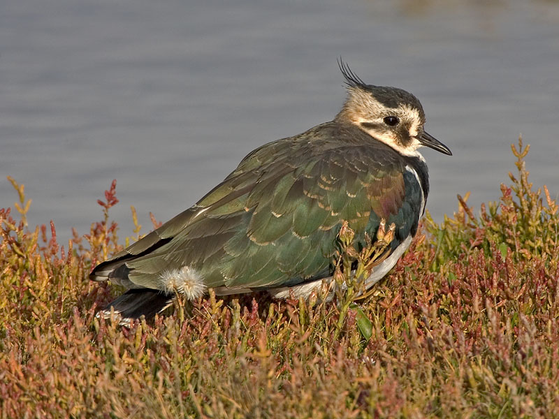 northern lapwing