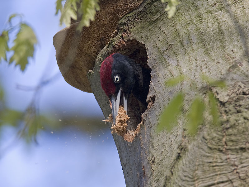 black woodpecker