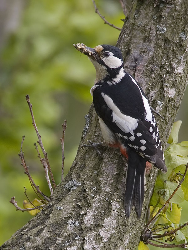 great spotted woodpecker