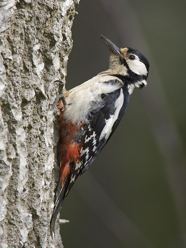 great spotted woodpecker