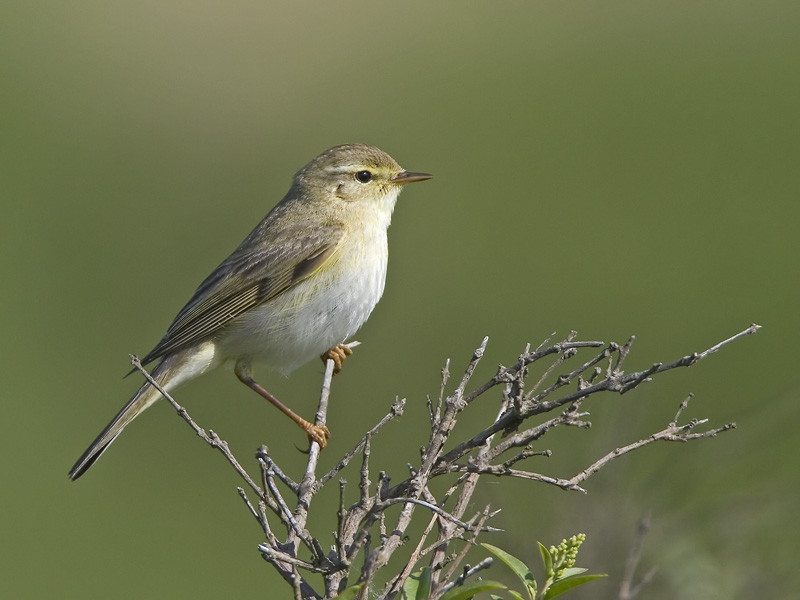 willow warbler