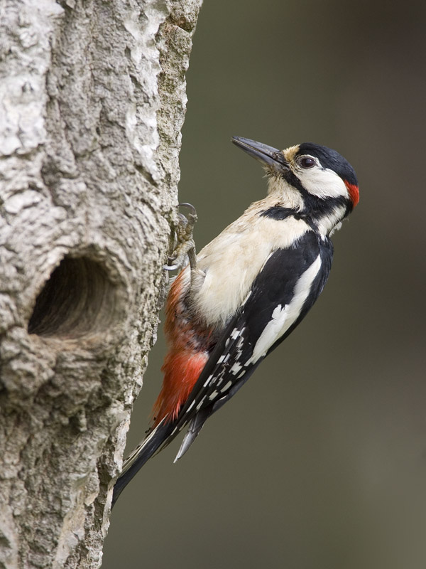 great spotted woodpecker