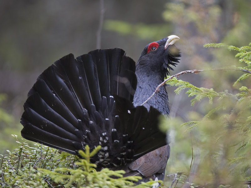 capercaillie (Tetrao urogallus)