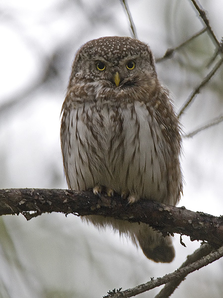 pygmy owl