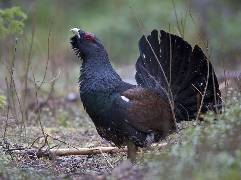 capercaillie (Tetrao urogallus)