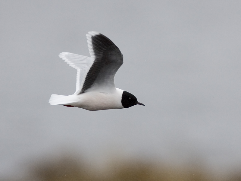 little gull