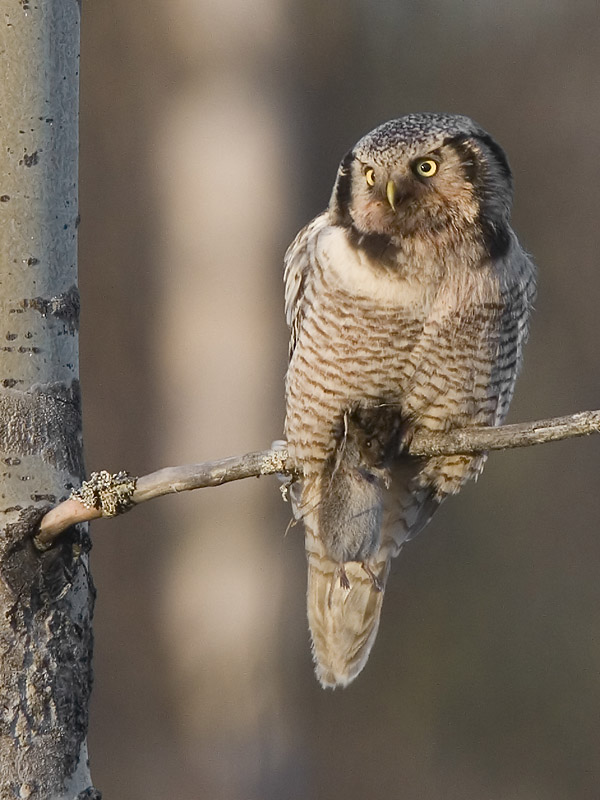 hawk owl