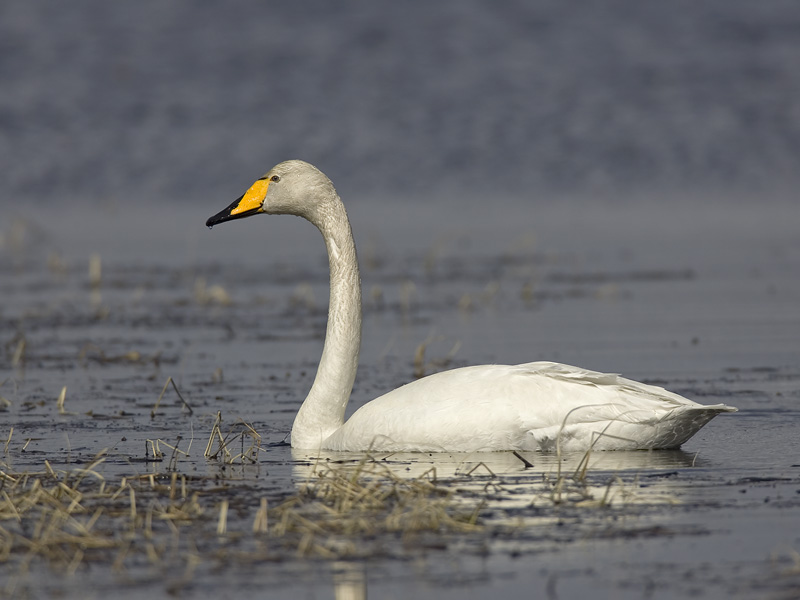 whooper swan