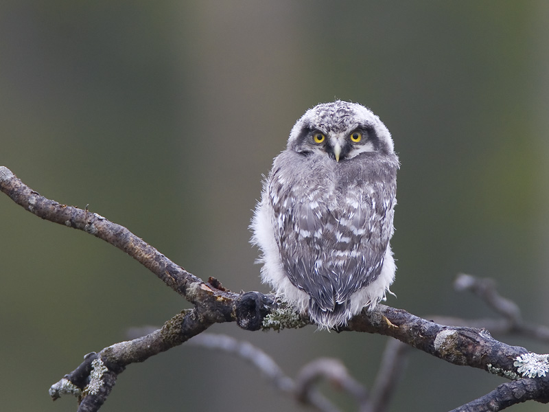 hawk owl (juv.)