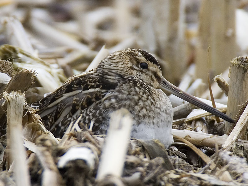 common snipe