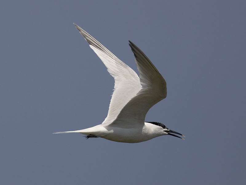 sandwich tern