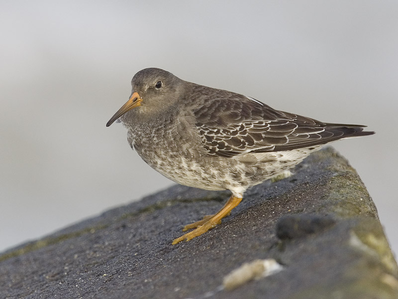 purple sandpiper