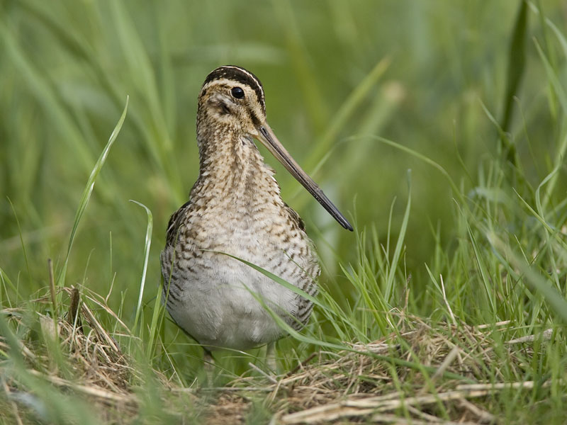 common snipe