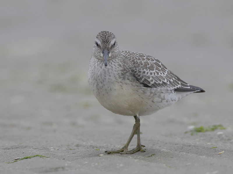 red knot