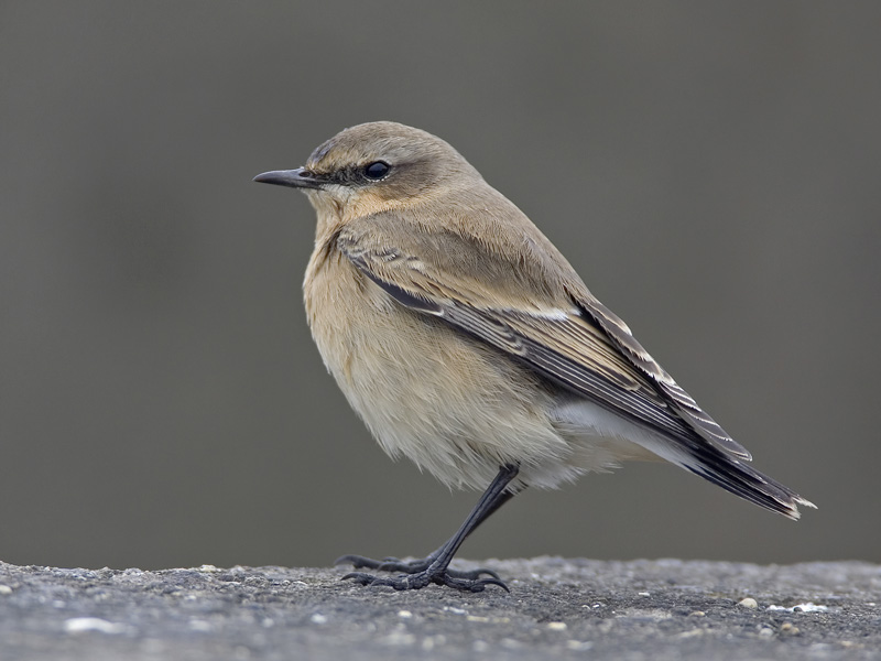 northern wheatear