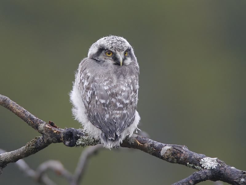 hawk owl (juvenile)