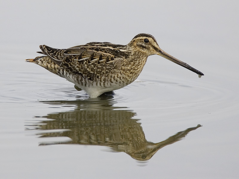 common snipe