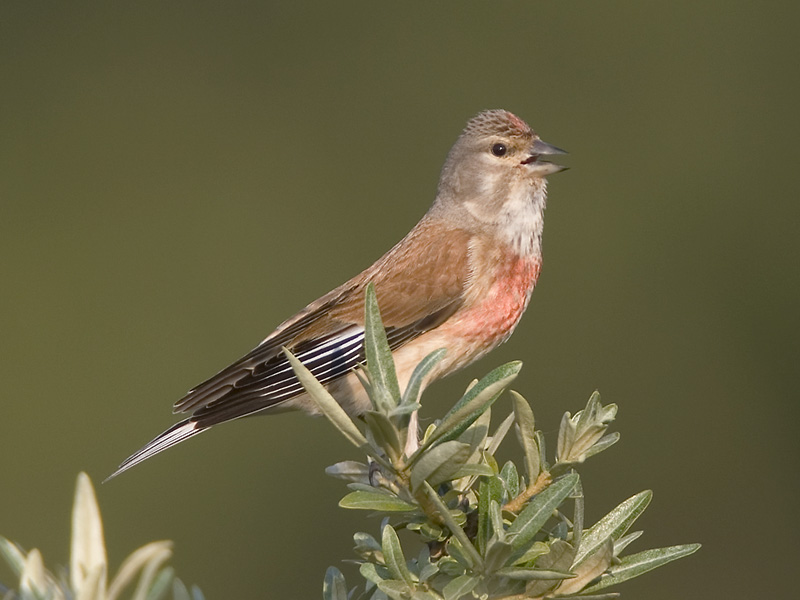 linnet