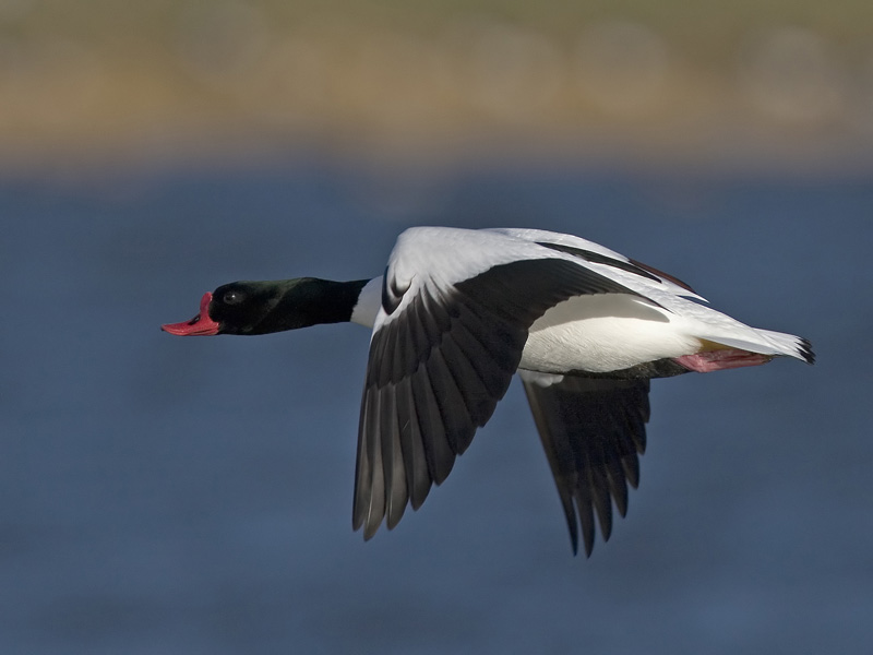 common shelduck