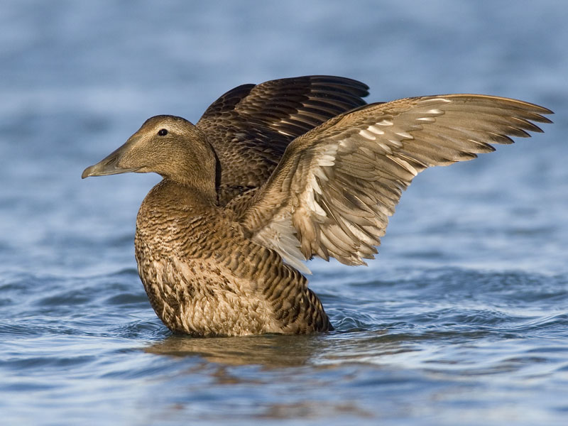 common eider