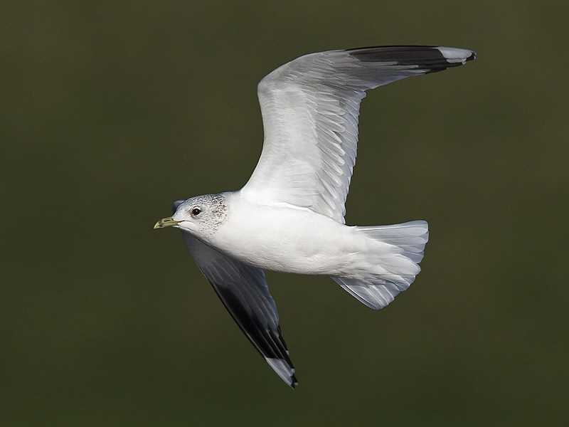 common gull