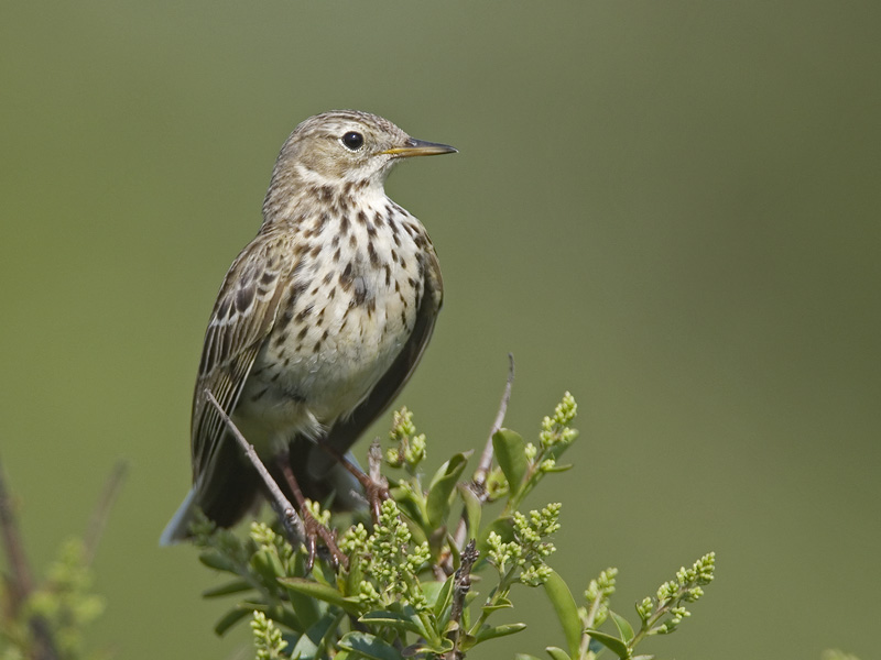 meadow pipit