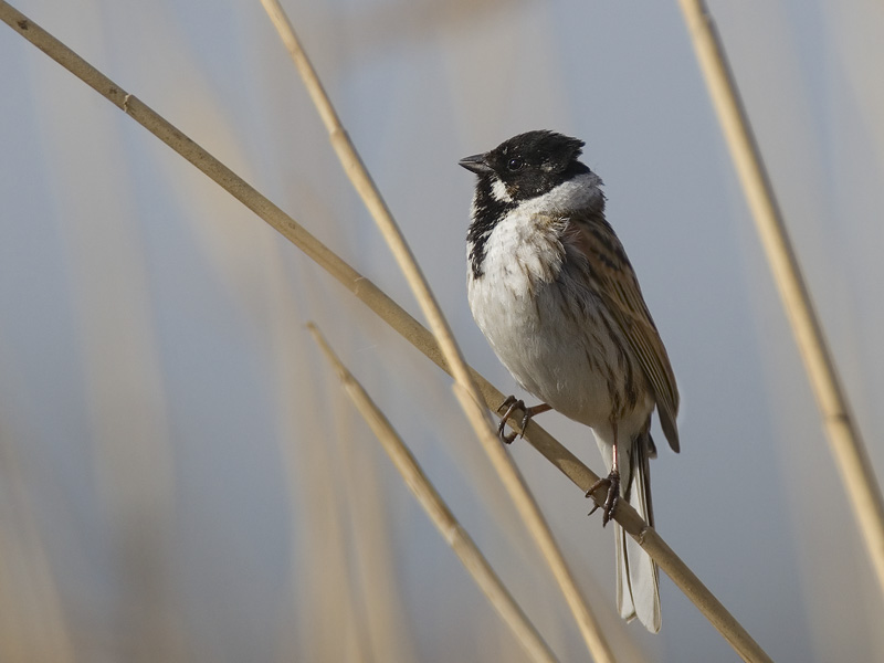 reed bunting