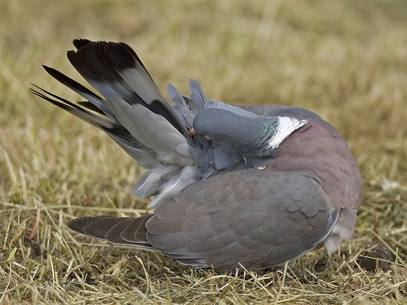 wood pigeon