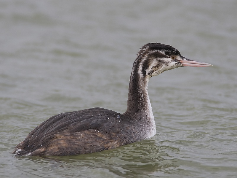 great crested grebe