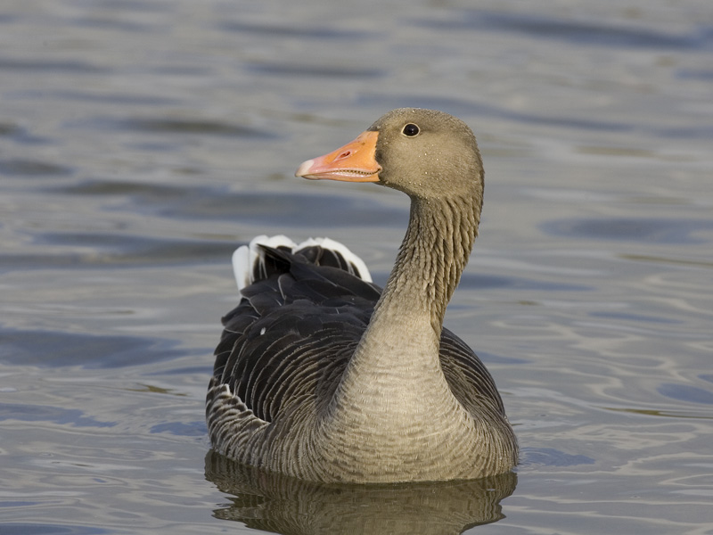 greylag goose