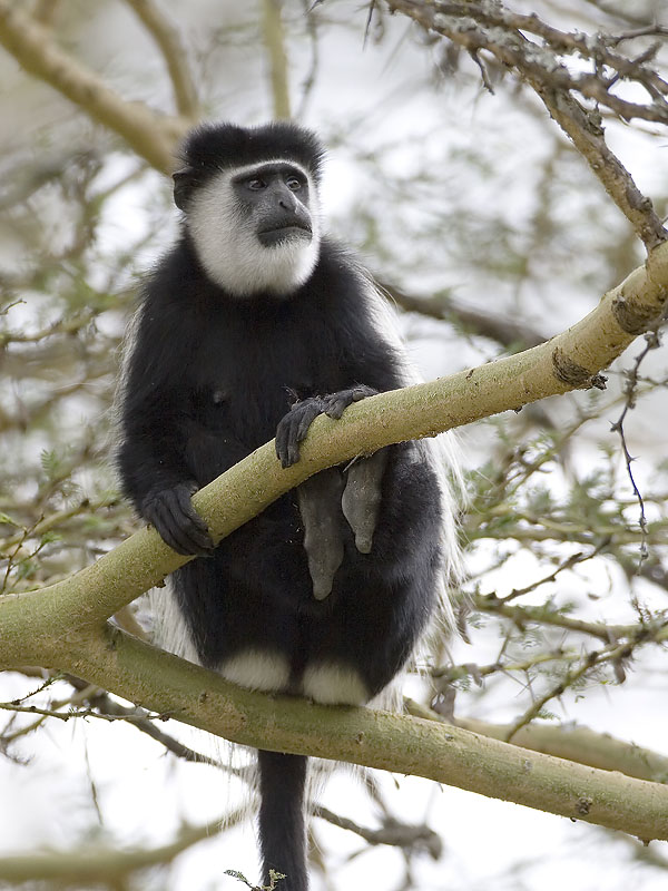 black and white colobus