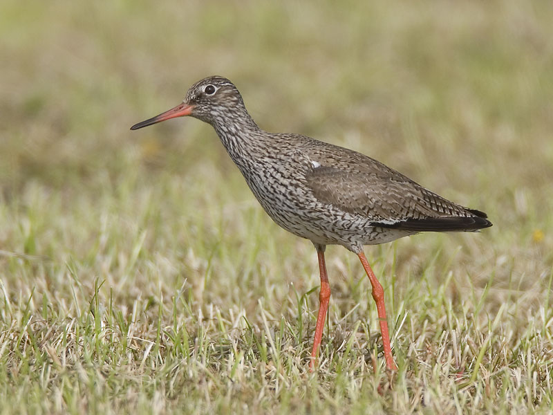 common redshank