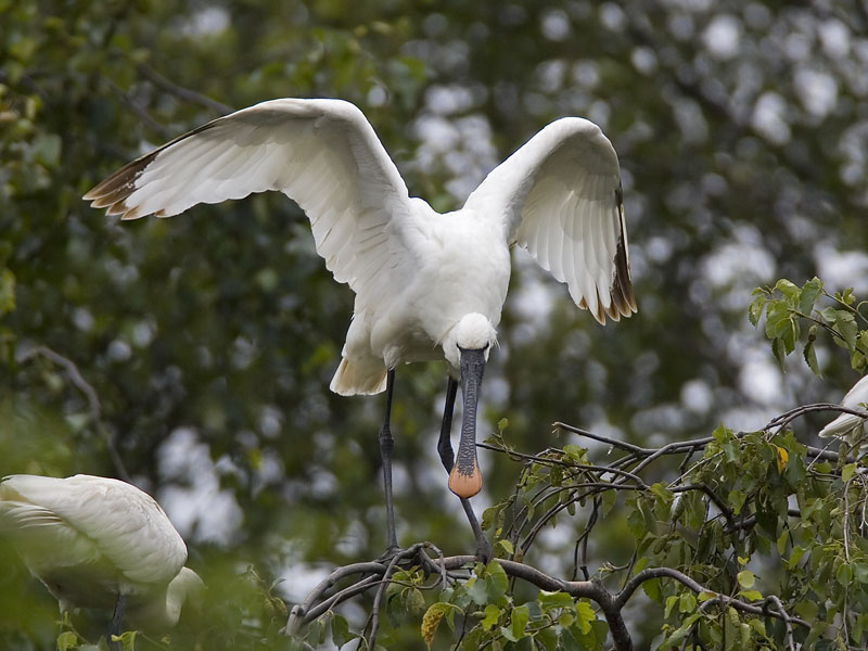 eurasian spoonbill