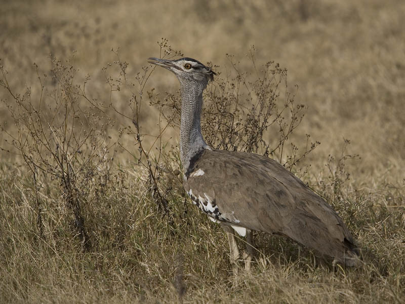 kori bustard