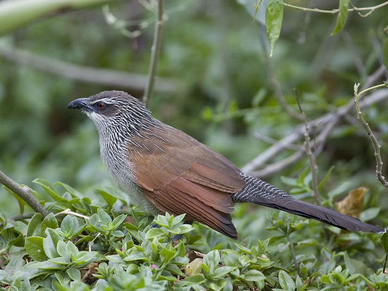white-browed cougal