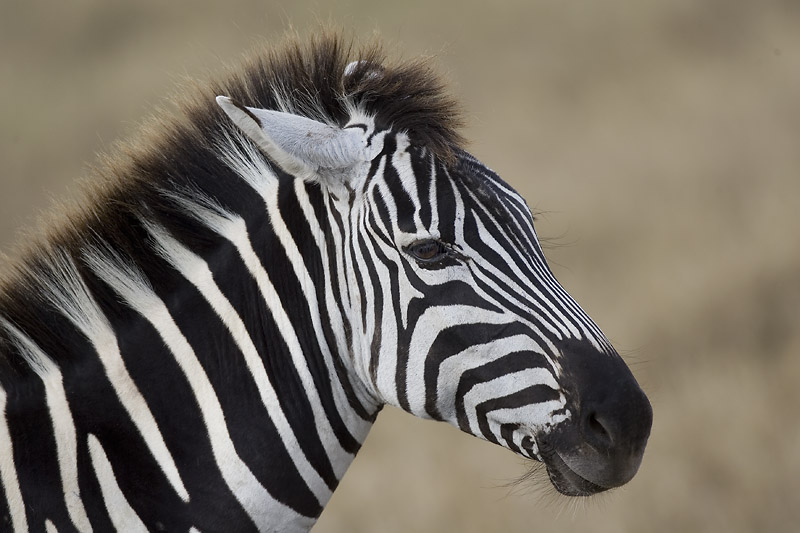 common zebra