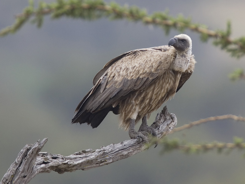 african white-backed vulture
