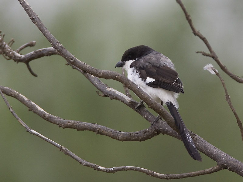 long-tailed fiscal