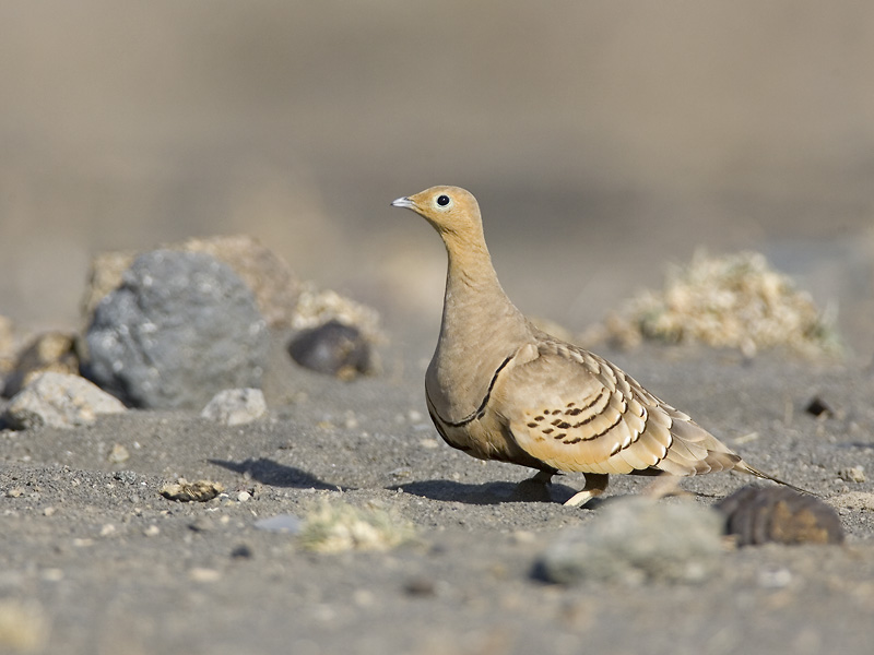 chestnut-bellied sandgrouse