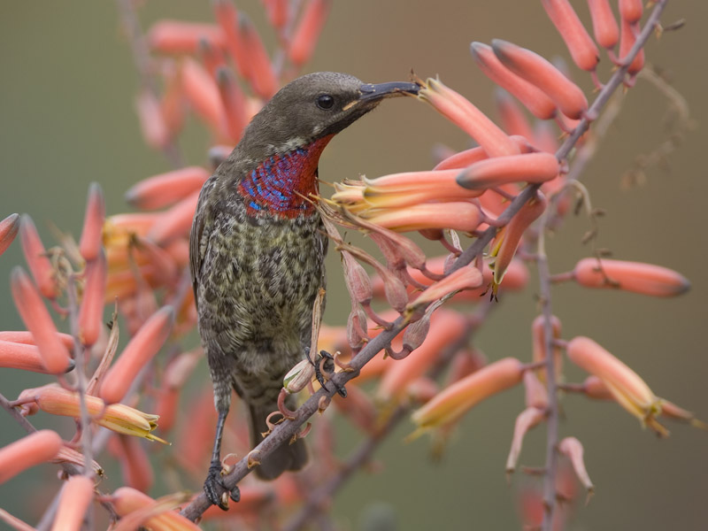 scarlet chested sunbird