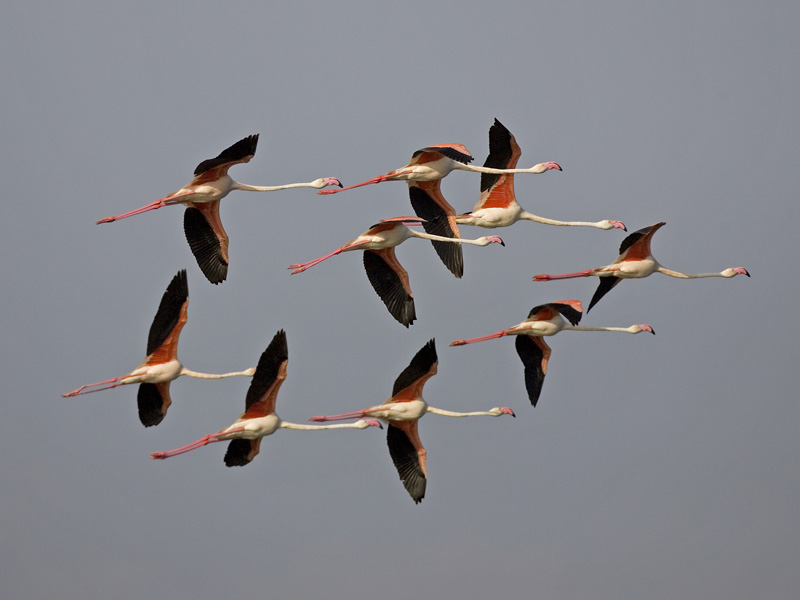 greater flamingo